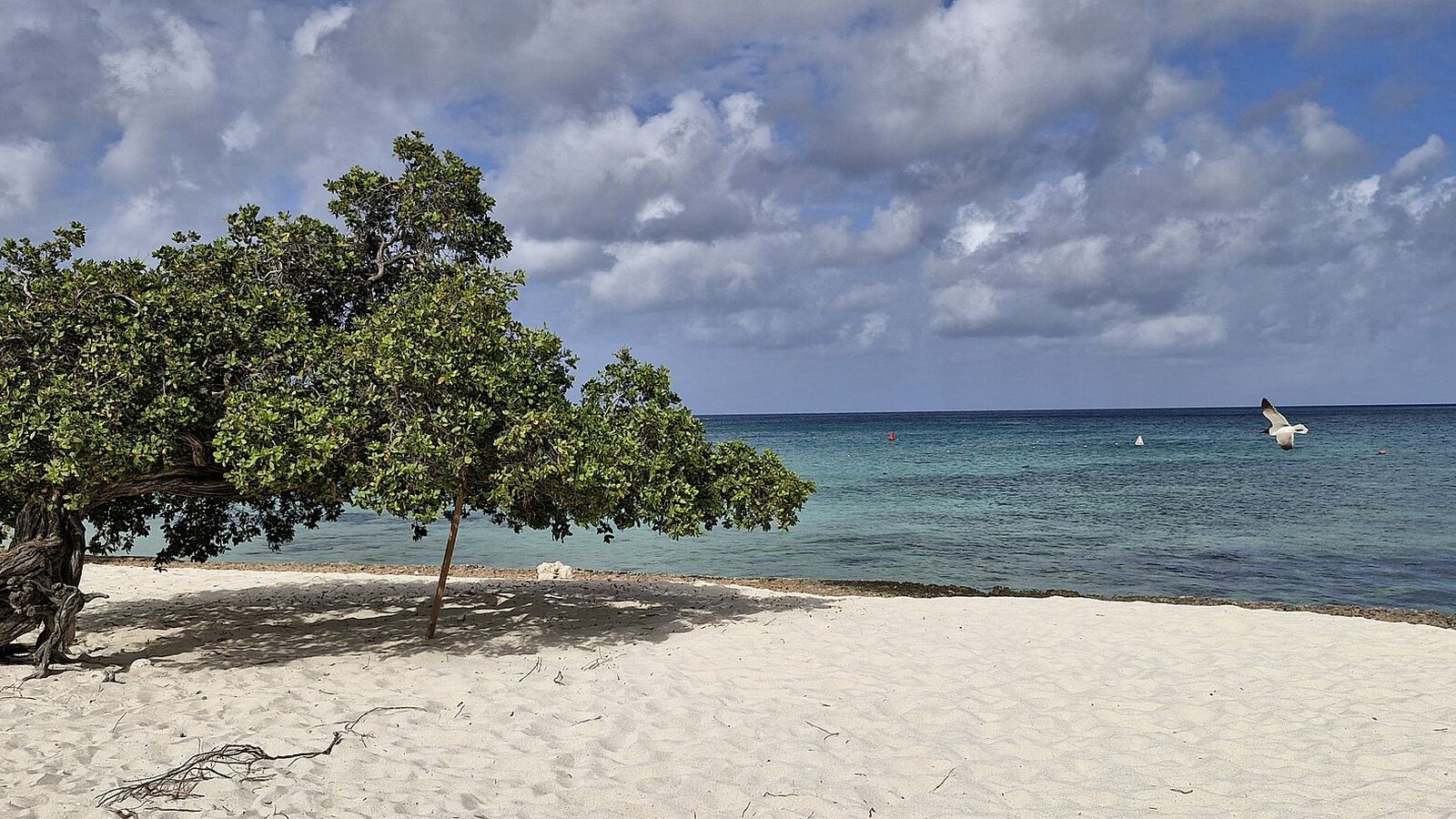 Eagle Beach, Aruba